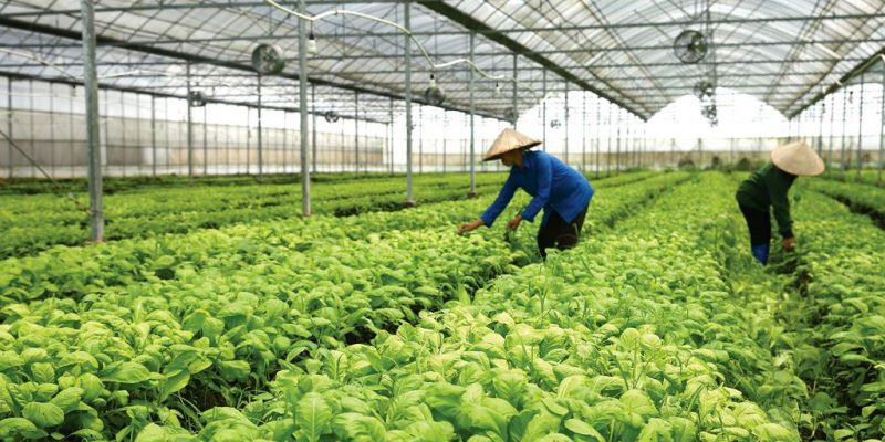 Mô hình trồng tía tô ở Bắc Ninh bước đầu thành công trong xuất khẩu