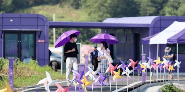 Hòn đảo tím lịm hút khách du lịch ở Hàn Quốc đang “sốt sình sịch”