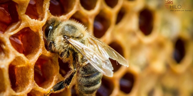 HTX Hưởng Hoa thành công trong khai thác sản phẩm mật ong